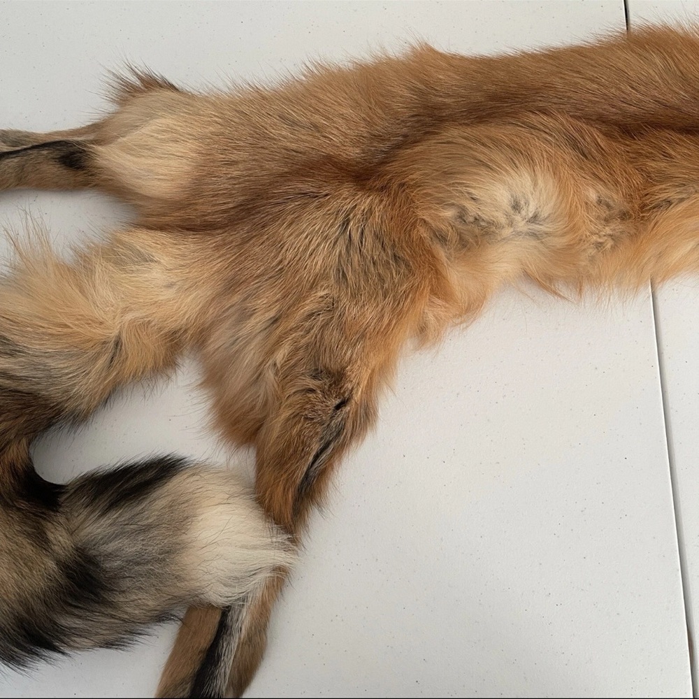 Real Red Fox Fur Pelt Hide Stole Scarf Log Cabin Decor Crafts Art Wall Hanging! - Picture 6 of 15